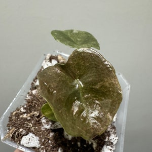 Alocasia cuprea pink mint variegated rooted active growing plant. Exact Plant image 8