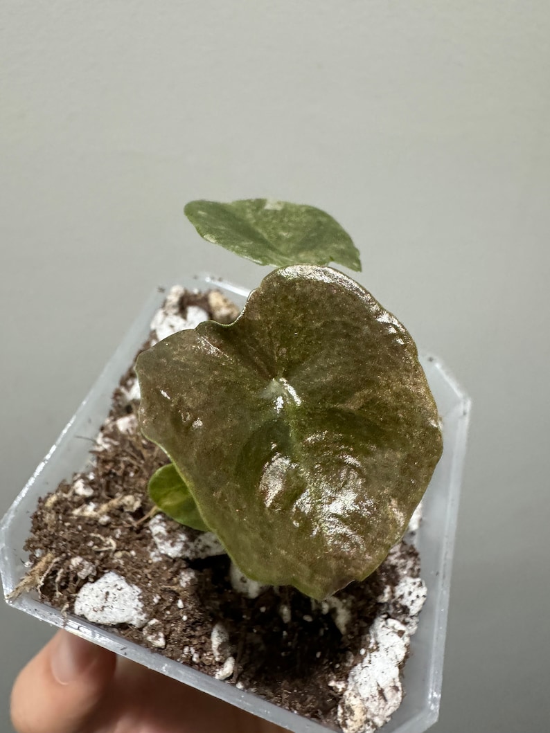 Alocasia cuprea pink mint variegated rooted active growing plant. Exact Plant image 8