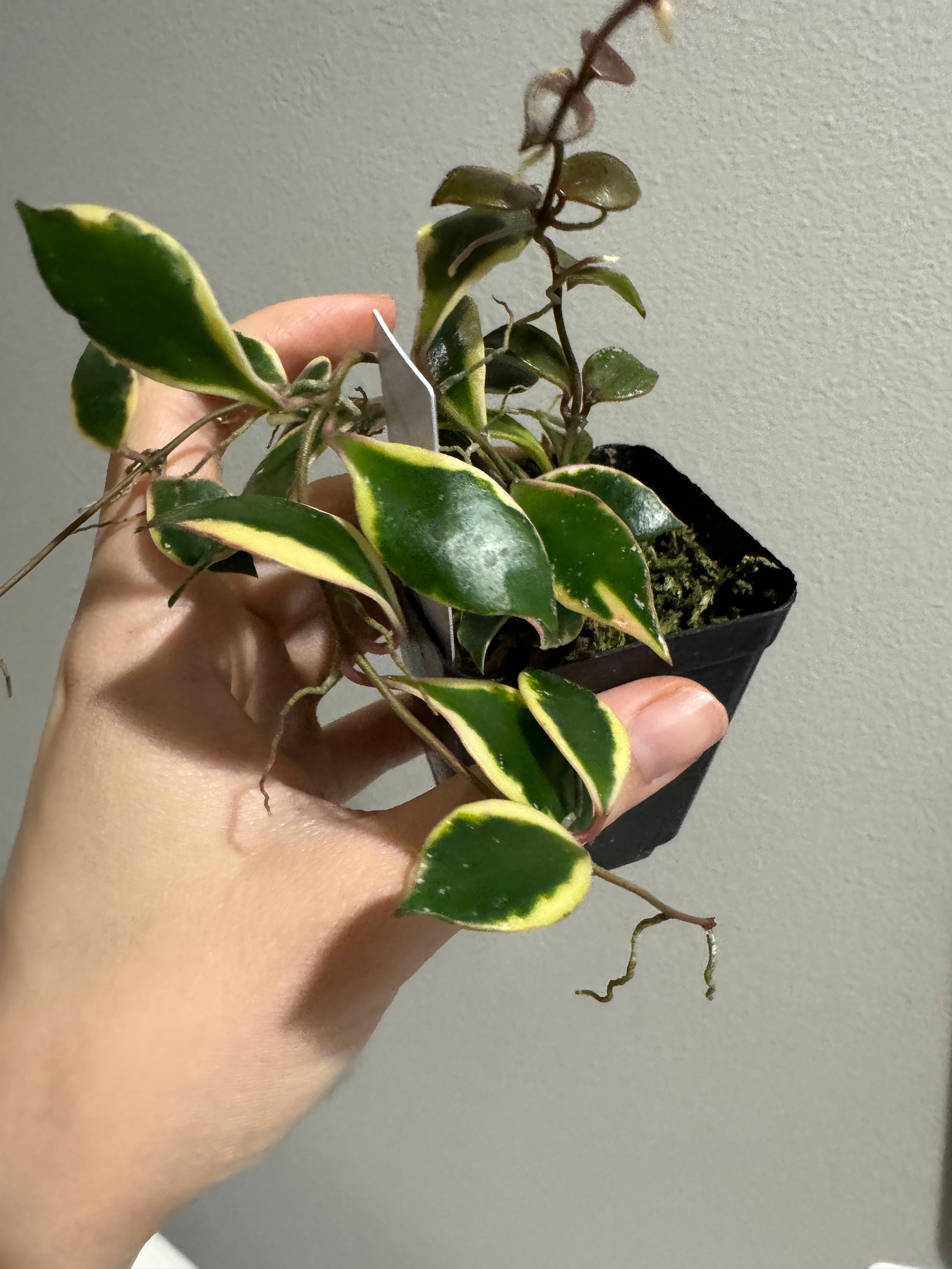 Hoya Bakoensis Albo Variegated Rooted Active Growing. Exact Plant