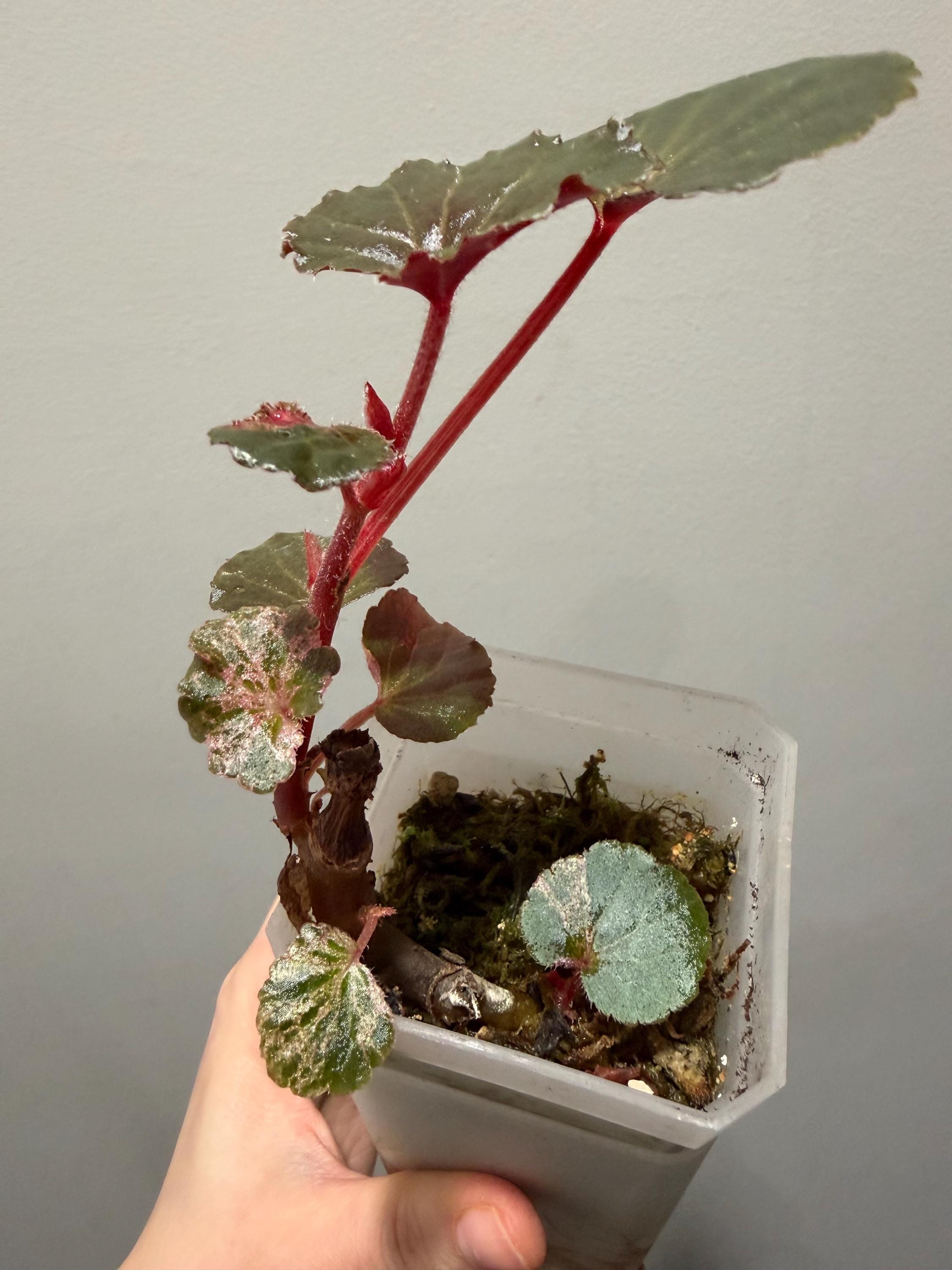 e*a様 begonia cucullata Pink variegated Begonia Cucullata Variegated Pink Variegation Rooted Active
