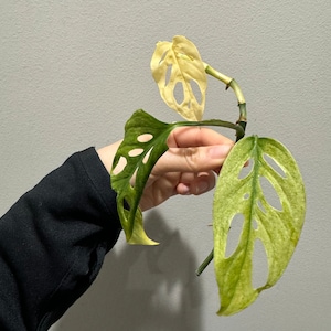 monstera laniata mint high variegation cutting. US seller, exact plant image 2