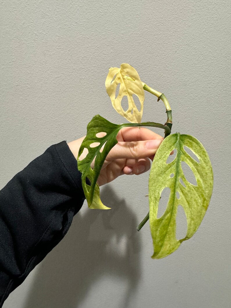 monstera laniata mint high variegation cutting. US seller, exact plant image 2