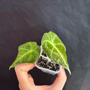 Alocasia Black Velvet Pink Variegated active growing plant. Exact Plant.