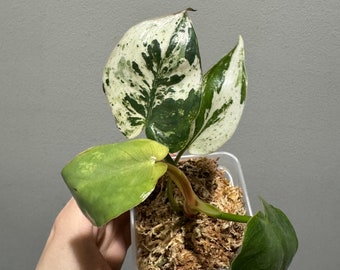 Philodendron ilsemanii rooted active growing. super rare plant from Kunzo farm! Fast shipping exact plant! US seller!