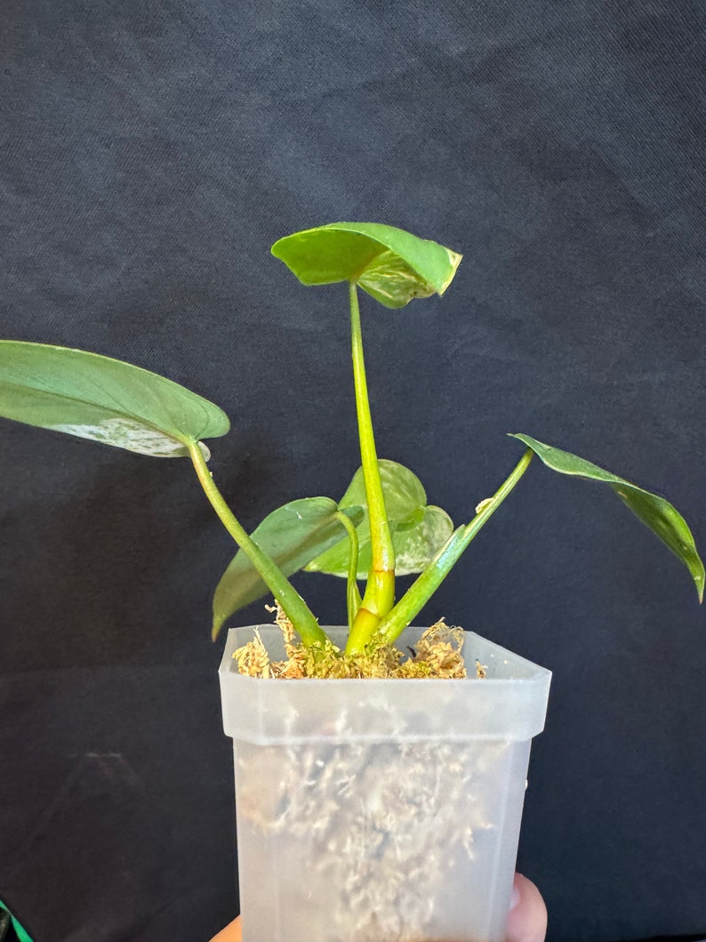 Philodendron ilsemanii rooted active growing. 2 growing points. super rare plant from Kunzo farm Fast shipping exact plant US seller image 4