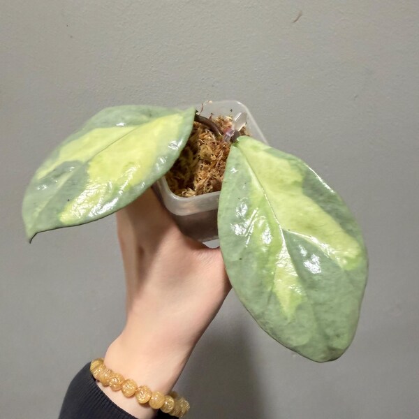Hoya Argentea Princess cutting. exact plant fast shipping