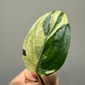 Monstera laniata mint variegated narrow form cutting Variegated monstera Laniata US seller, exact plant image 3