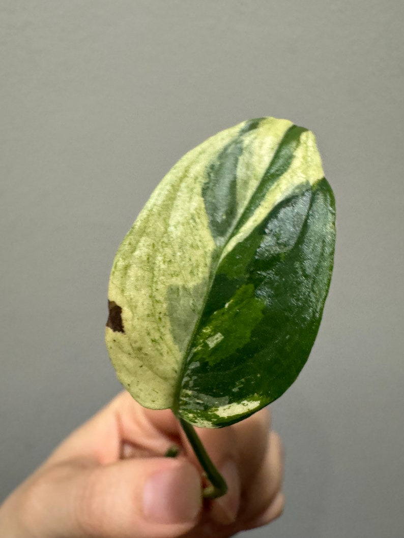 Monstera laniata mint variegated narrow form cutting Variegated monstera Laniata US seller, exact plant image 3