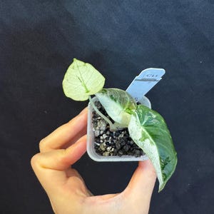 Alocasia Black Velvet Pink Variegated active growing plant. Exact Plant.