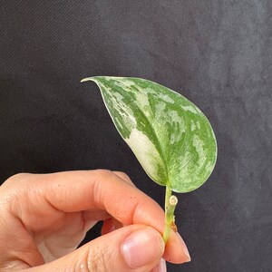 Scindapsus mayari variegated cutting , exact plant, ship fast image 4