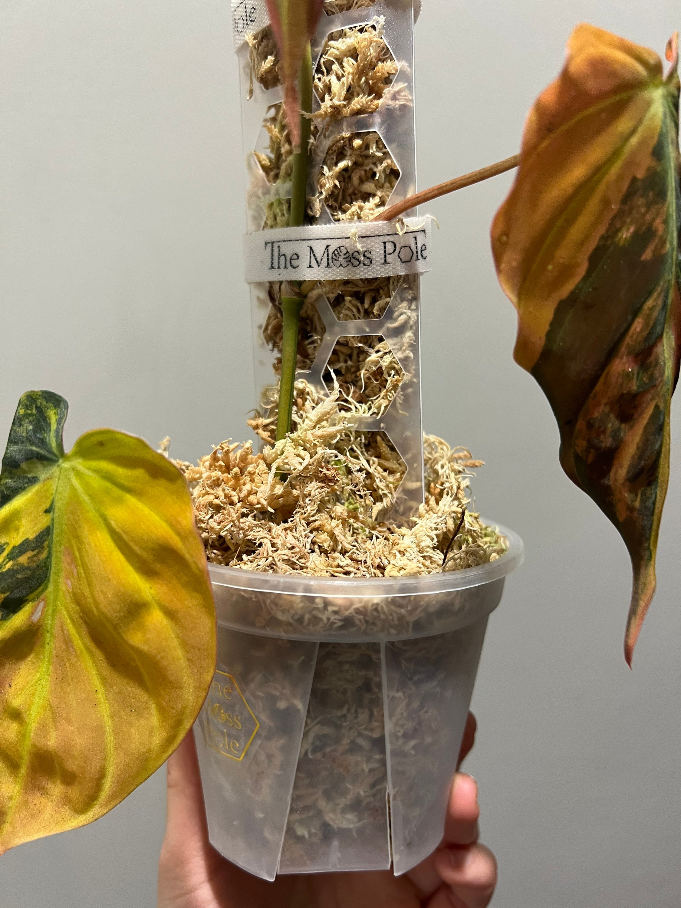 Plant Velcro – The Rooting Studio