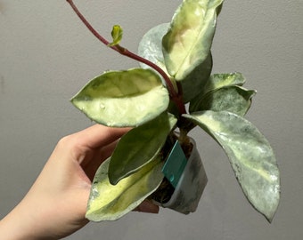 Hoya Argentea Princess rooted active growing . exact plant fast shipping