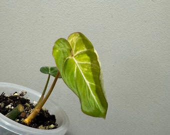 Variegated philodendron Gloriosum rooted actively growing. variegated gloriosum. Rooted active growing plant