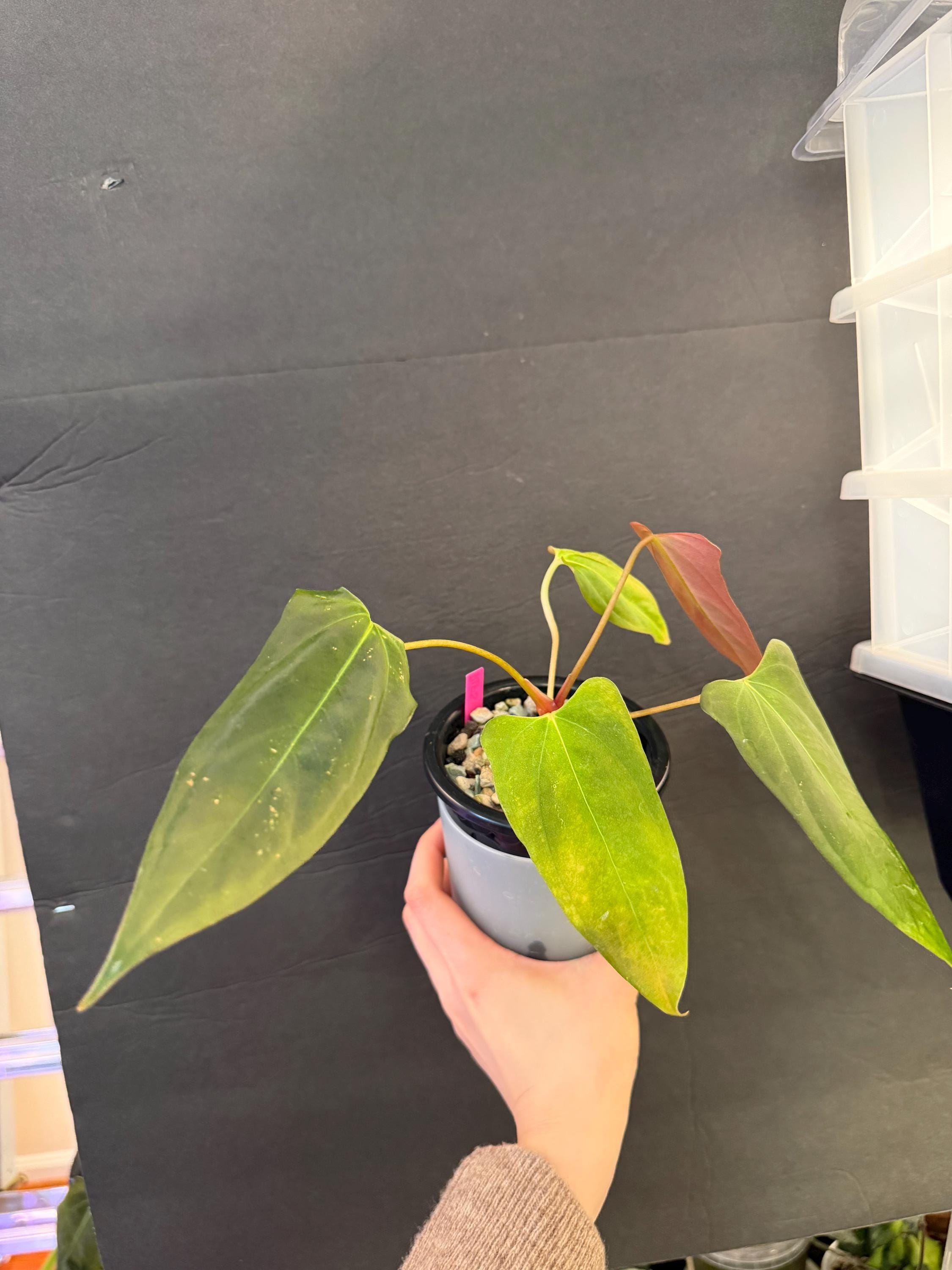 Anthurium RLFS X Mr. Worldwide Active Growing Plant! Exact Plant Fast ...