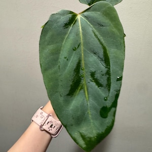 Anthurium RLFS X Mr. Worldwide active growing plant! Exact plant Fast shipping