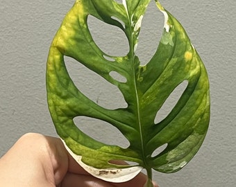 tricolor monstera adansonii albo cutting. US seller, exact plant