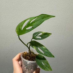 monstera laniata mint variegation rooted cutting active growing. US seller, exact plant