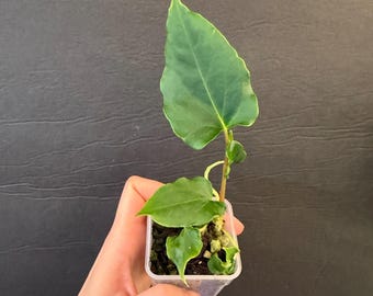 Anthurium papillilaminum 'Ralph Lynam' self X Self active growing plant! Exact plant Fast shipping