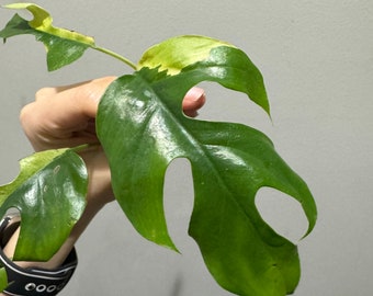 Rhaphidora Tetrasperma variegated cutting with water roots. US seller, exact plant