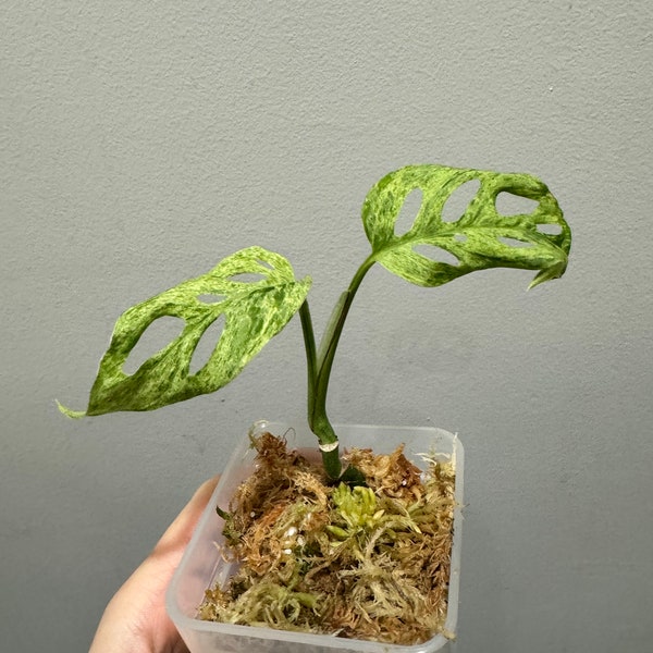 monstera laniata mottled high variegation rooted cutting active growing. US seller, exact plant