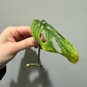 monstera laniata mint high variegation cutting. US seller, exact plant image 4