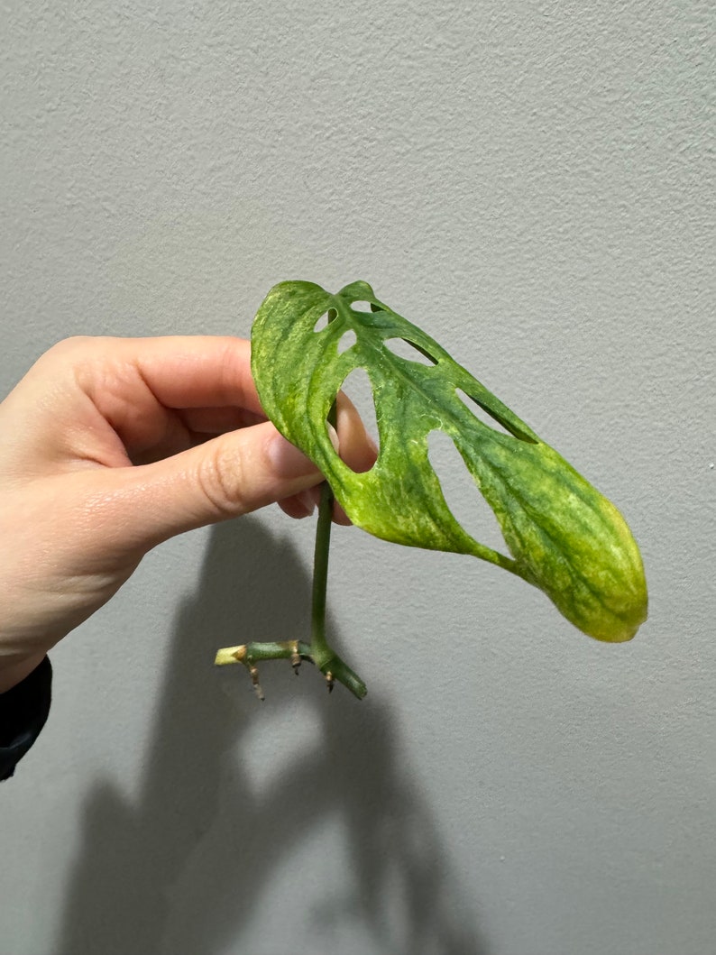 monstera laniata mint high variegation cutting. US seller, exact plant image 4