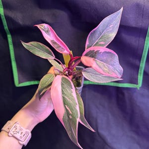 Philodendron Pink Princess Mutation Rooted Active Growing. Exact Plant -  Etsy