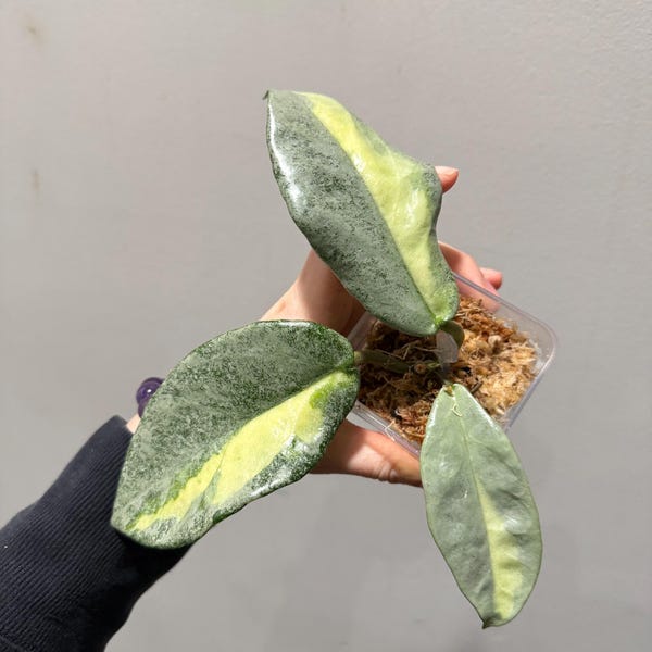 Hoya Argentea Princess cutting. exact plant fast shipping