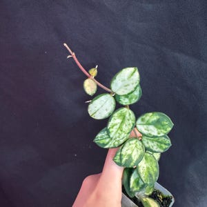 Hoya mathilde variegated rooted active growing. Exact plant fast shipping