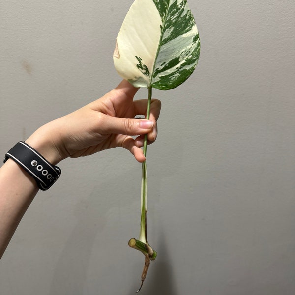 Monstera Albo Variegated cutting. Variegated Monstera albo cutting . US seller