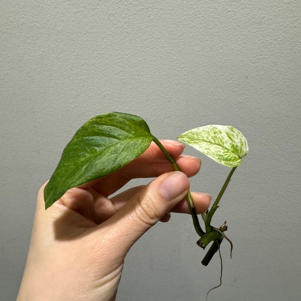 Monstera laniata mint variegated narrow form rooted cutting active growing. Variegated monstera Laniata US seller, exact plant