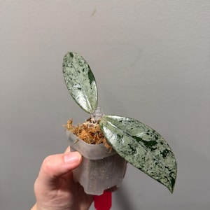 Hoya Wilbur Graves China cutting. Super silver. Exact plant