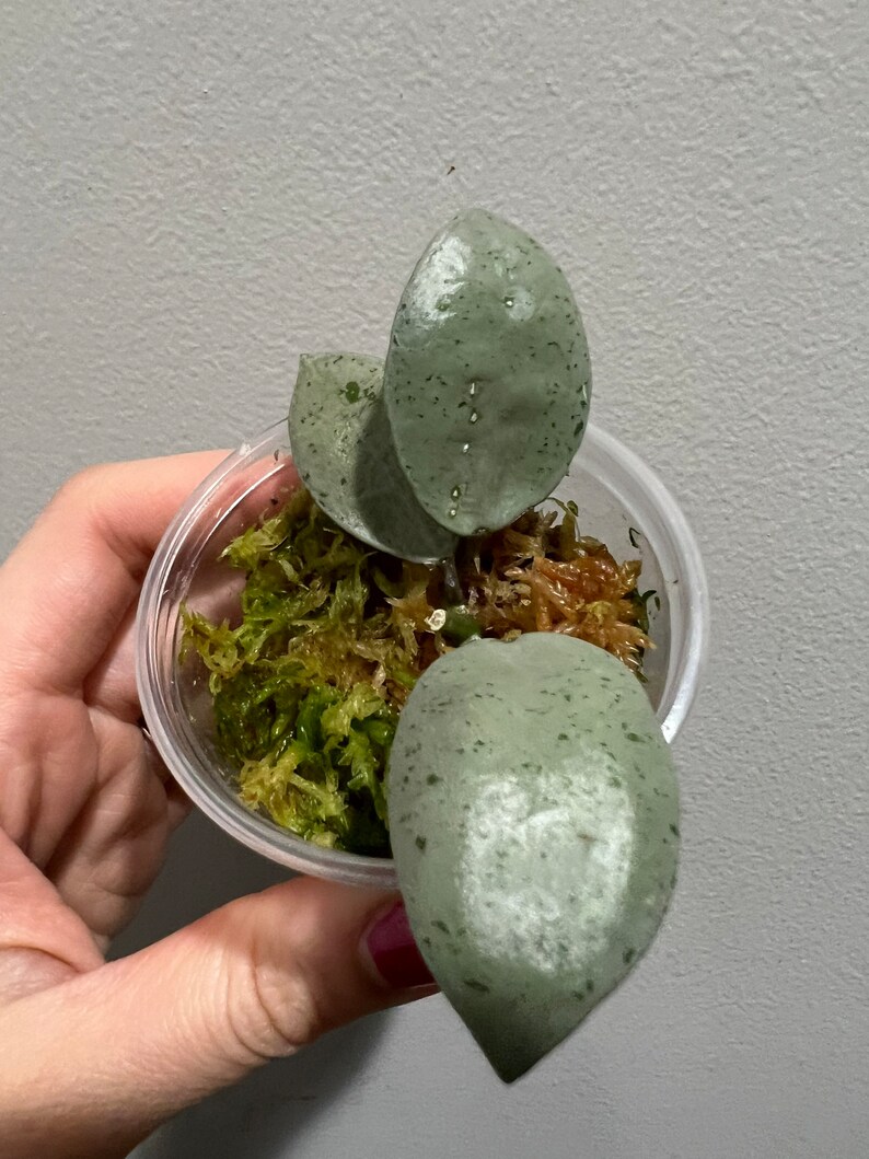 Hoya Lacunosa Silver Mint Coin Rooted Cutting. Exact Plant Etsy