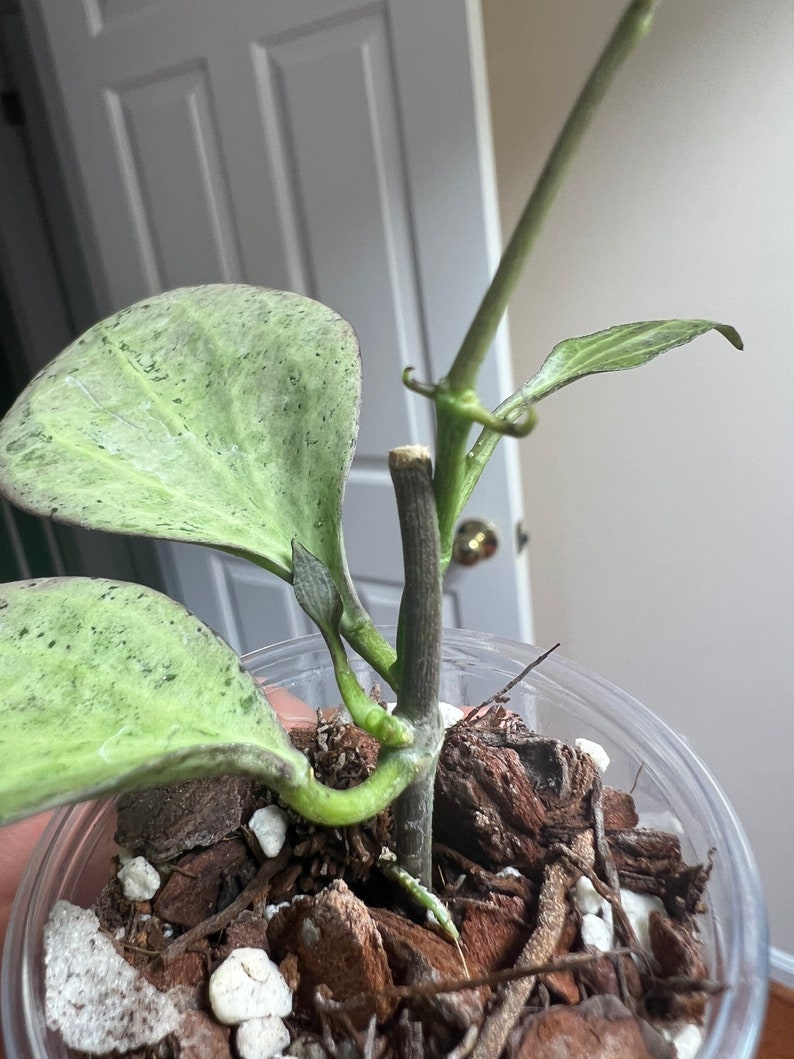 Hoya New Guinea Ghost NGG Rooted Actively Growing. Fast Etsy Hoya New Guinea Ghost NGG Rooted Actively Growing. Fast Etsy