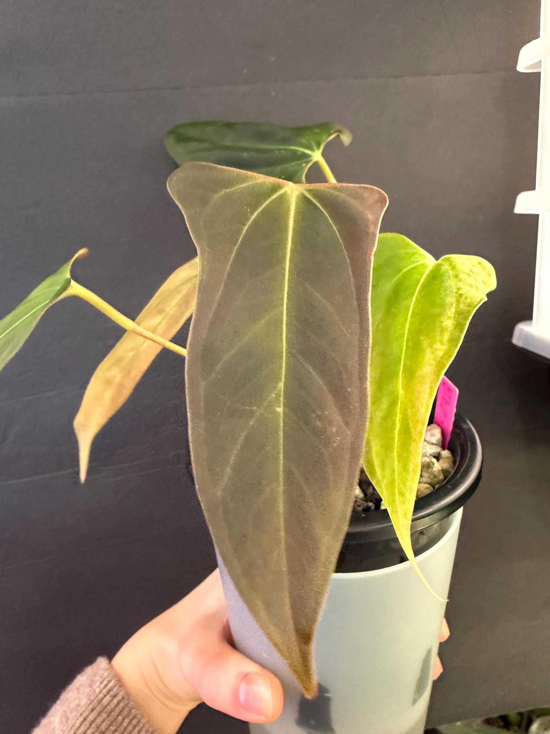 Anthurium Carlablackiae X Papillilaminum - Etsy