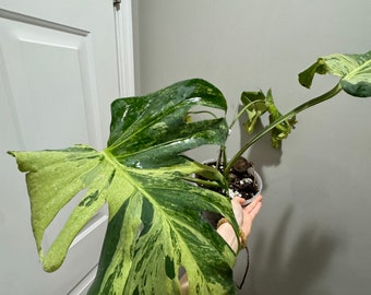 Monstera Ocena Mint variegated active growing plant. Exact plant US seller
