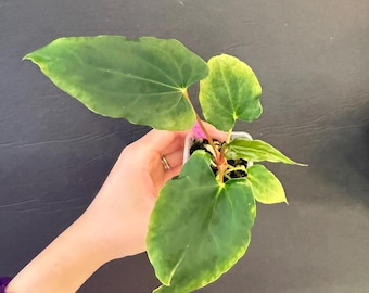 Rvdp X Sp. Nov Df Anthurium — Seedlings - Etsy