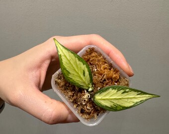 Hoya polyneura silver カット苗 Hoya polyneura 'Broget Silver' (Pet Friendly) – Planted.