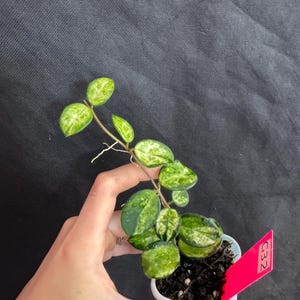 Hoya mathilde variegated rooted active growing. Exact plant fast shipping