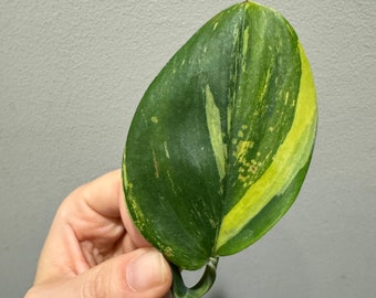 Variegated Scindapsus Treubii aurea variegated cutting, exact plant, ship fast