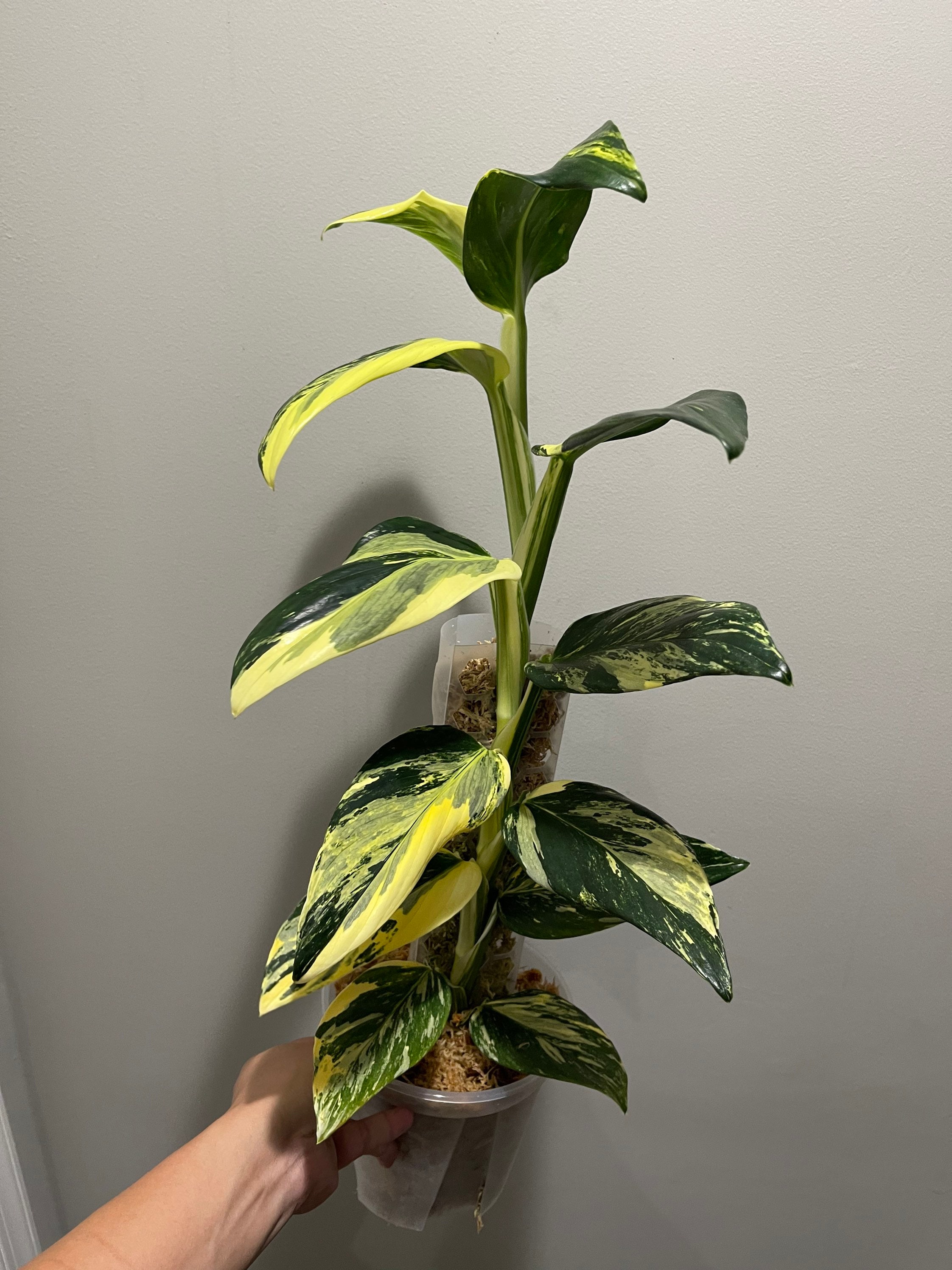 Monstera Standleyana Aurea High Variegation Rooted Top Part! US Seller -  Etsy