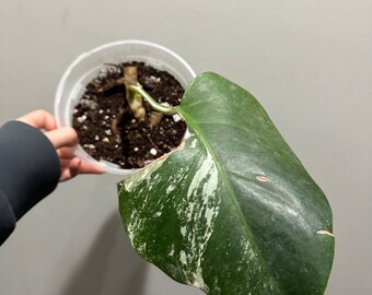 Monstera Albo Variegated rooted cutting. Variegated Monstera albo cutting . US seller