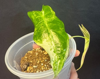 Alocasia Longiloba variegated albo active plant. Exact Plant