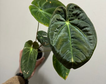 Anthurium Papillilaminum active growing palnt. Variegated Anthurium. Exact Plant