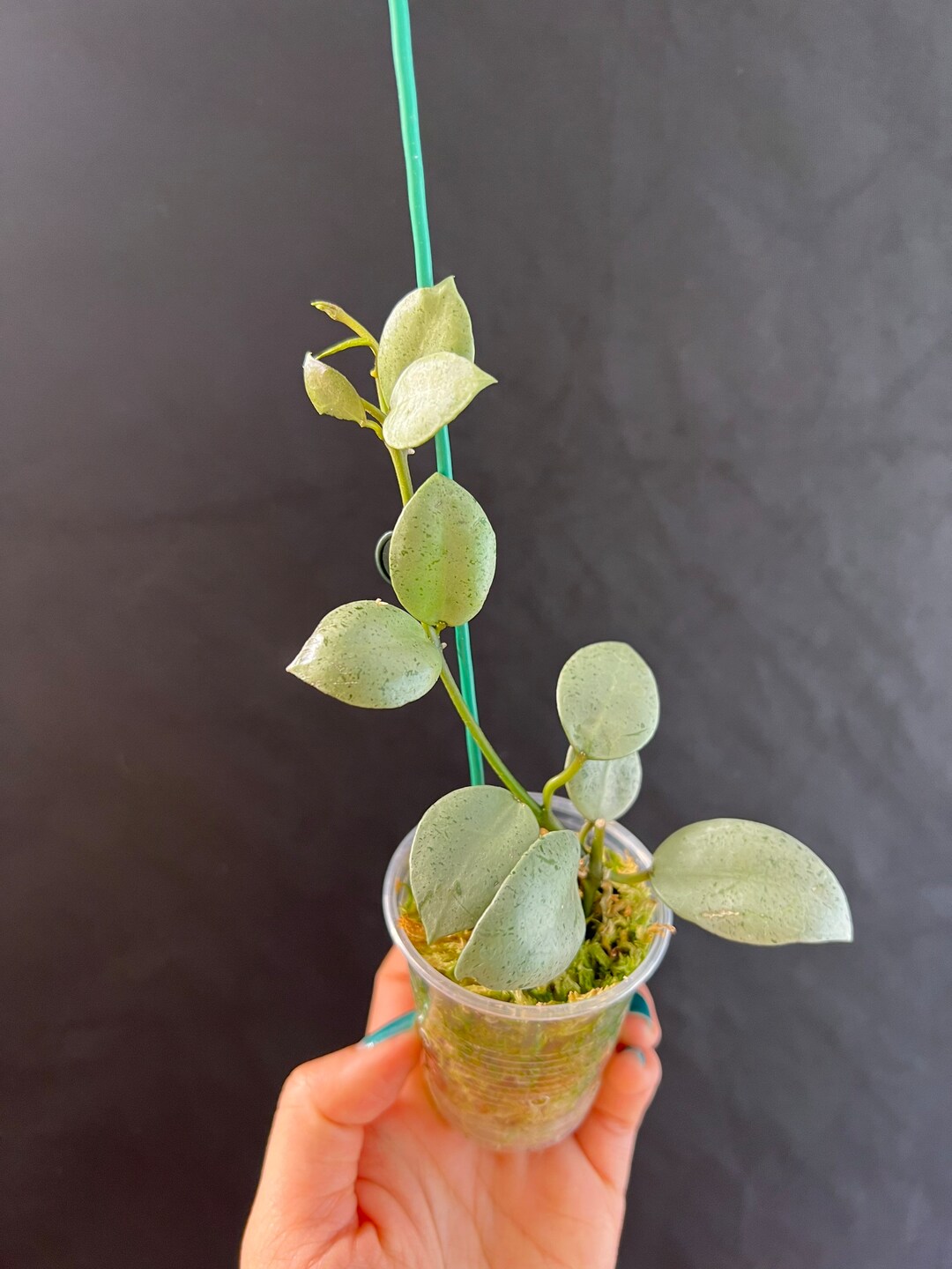 Hoya Lacunosa Silver Mint Coin Rooted Actively Growing. Exact Etsy