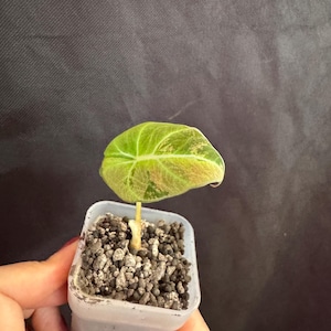 Alocasia Black Velvet Pink Variegated active growing plant. Exact Plant.