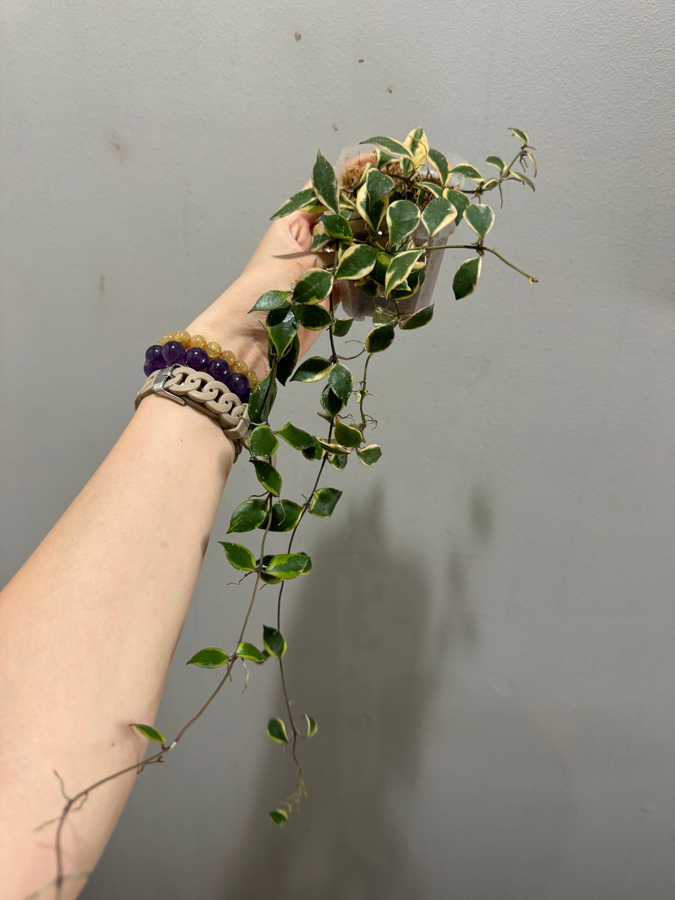 Hoya Bakoensis Albo Variegated Rooted Active Growing Large Plant