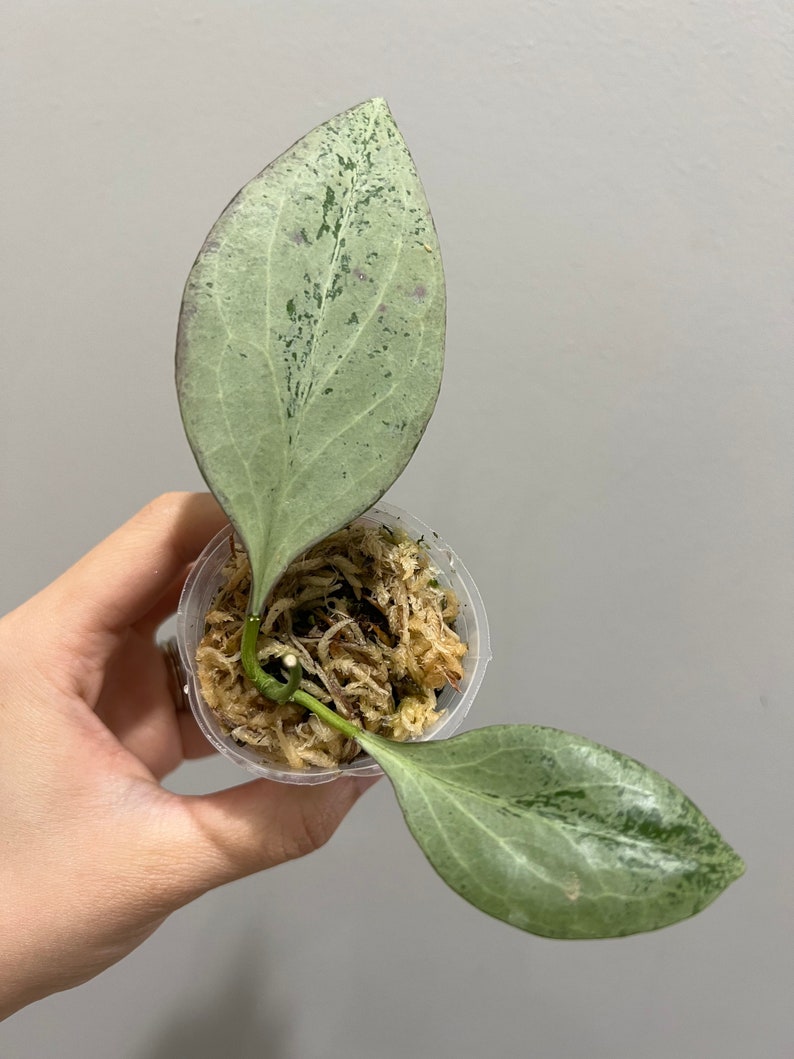 Hoya New Guinea Ghost NGG Rooted Cutting With New Growth. Etsy Hoya New Guinea Ghost NGG Rooted Cutting With New Growth. Etsy