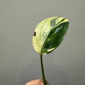 Monstera laniata mint variegated narrow form cutting Variegated monstera Laniata US seller, exact plant image 4