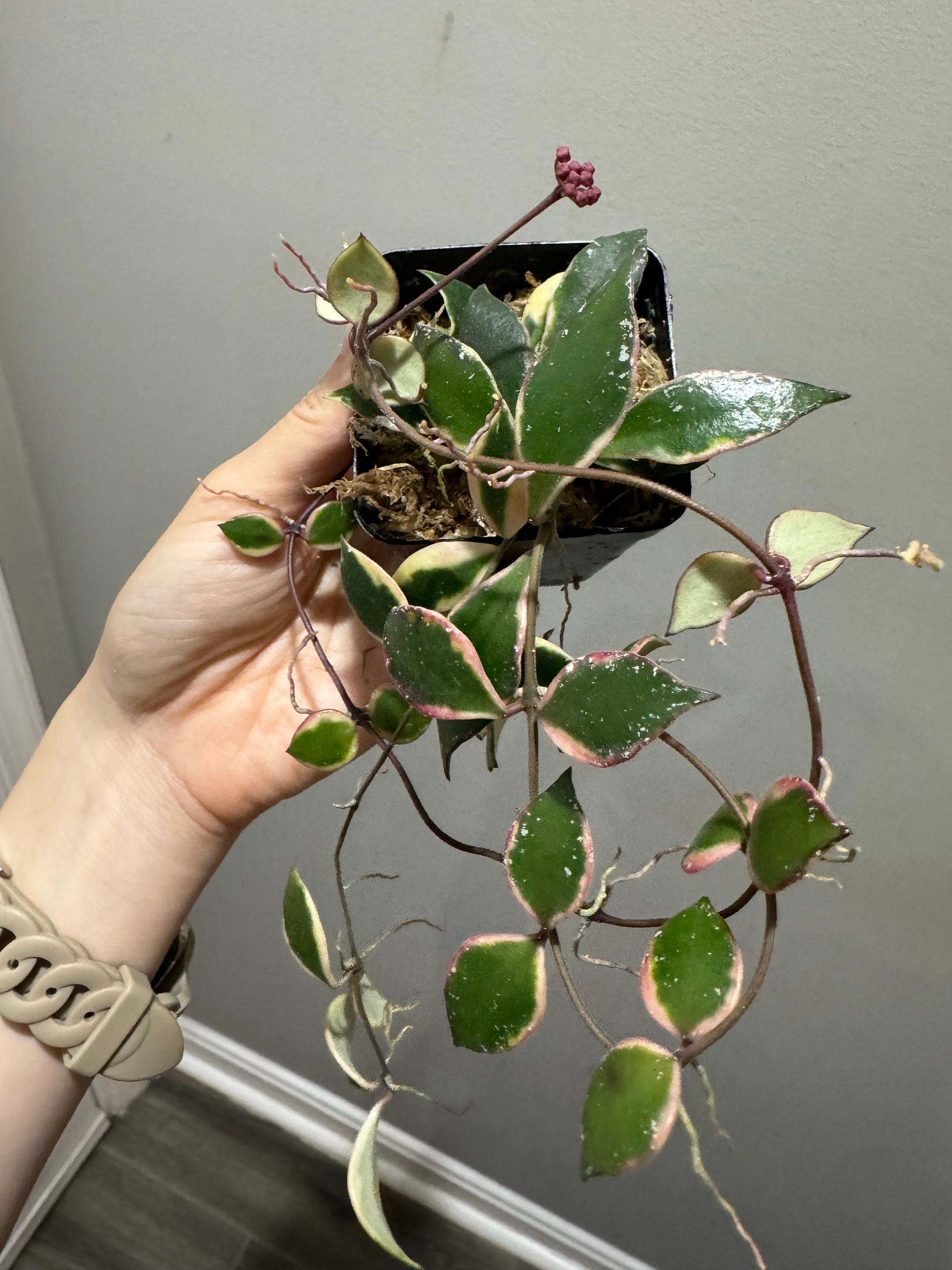 Hoya Bakoensis Albo Variegated Rooted Cutting Active Growing With
